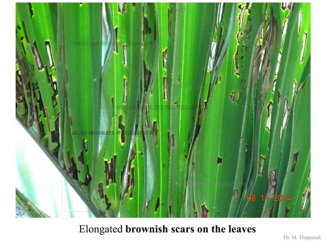 Insect pests of Arecanut | PDF