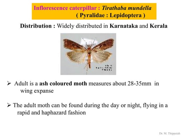 Insect pests of Arecanut | PDF