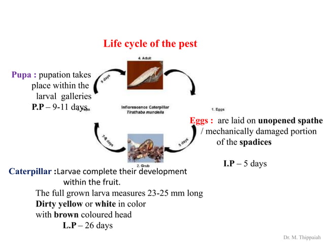 Insect pests of Arecanut | PDF