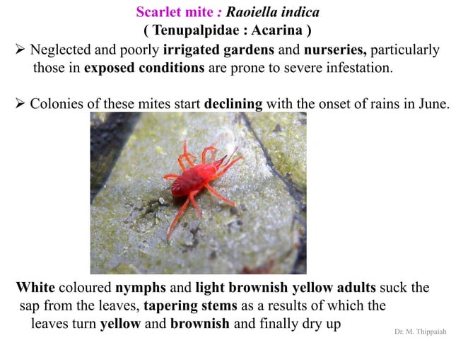 Insect pests of Arecanut | PDF