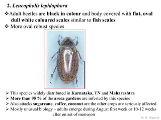 Insect pests of Arecanut | PDF
