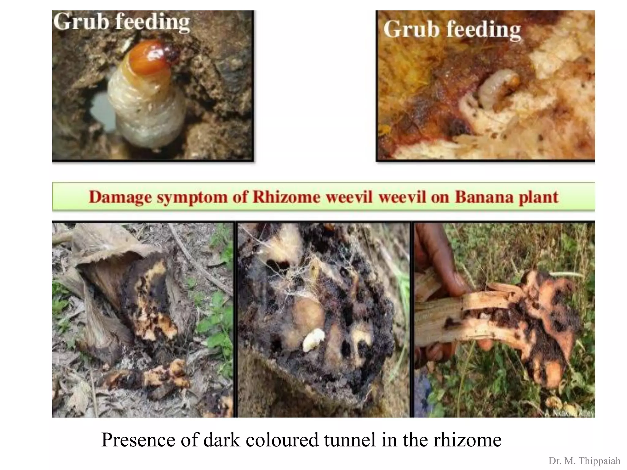 Insect pests of banana | PDF