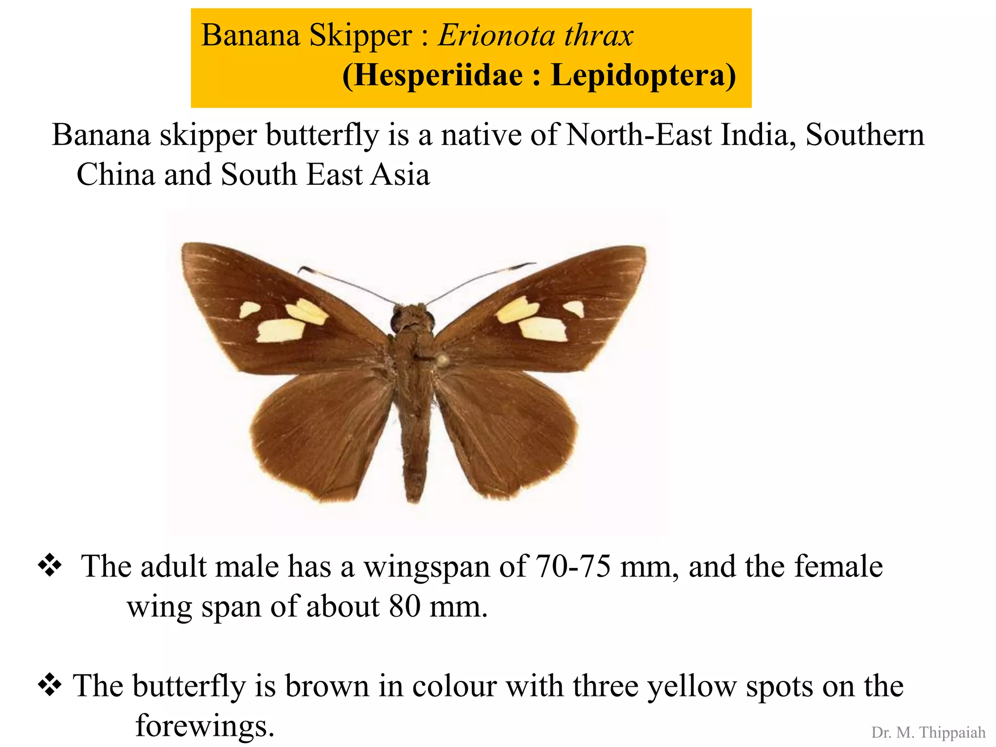 Insect pests of banana | PDF
