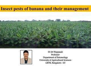 Insect pests of banana and their management
Dr M Thippaiah
Professor
Department of Entomology
University of Agricultural Sciences
GKVK, Bangalore- 65
 