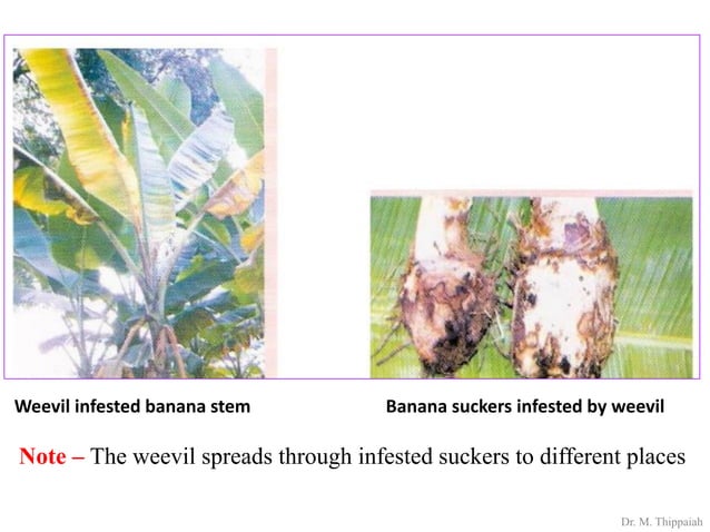 Insect pests of banana | PDF