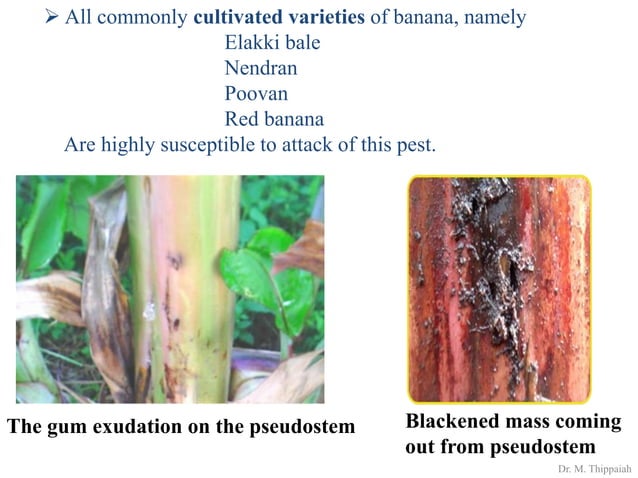 Insect pests of banana | PDF