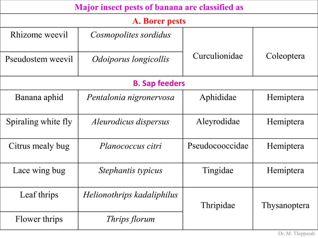 Insect pests of banana | PDF