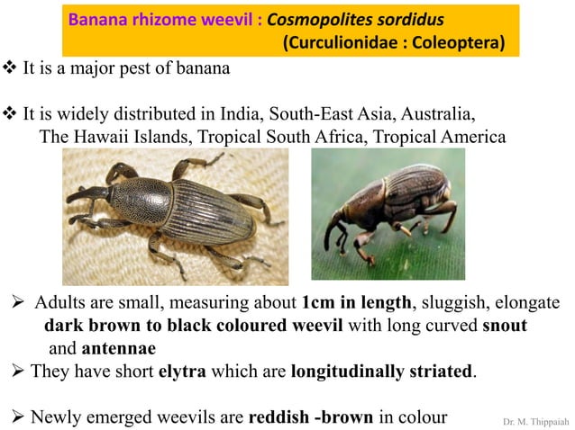 Insect pests of banana | PDF