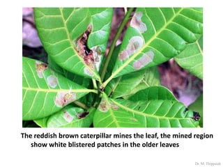 Insect pests of cashew | PDF
