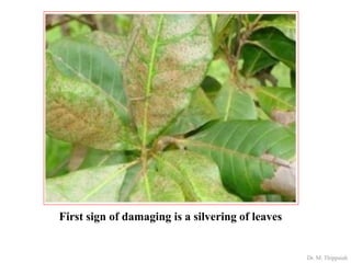 Insect pests of cashew | PDF
