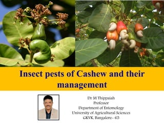 Insect pests of Cashew and their
management
Dr M Thippaiah
Professor
Department of Entomology
University of Agricultural Sciences
GKVK, Bangalore- 65
 