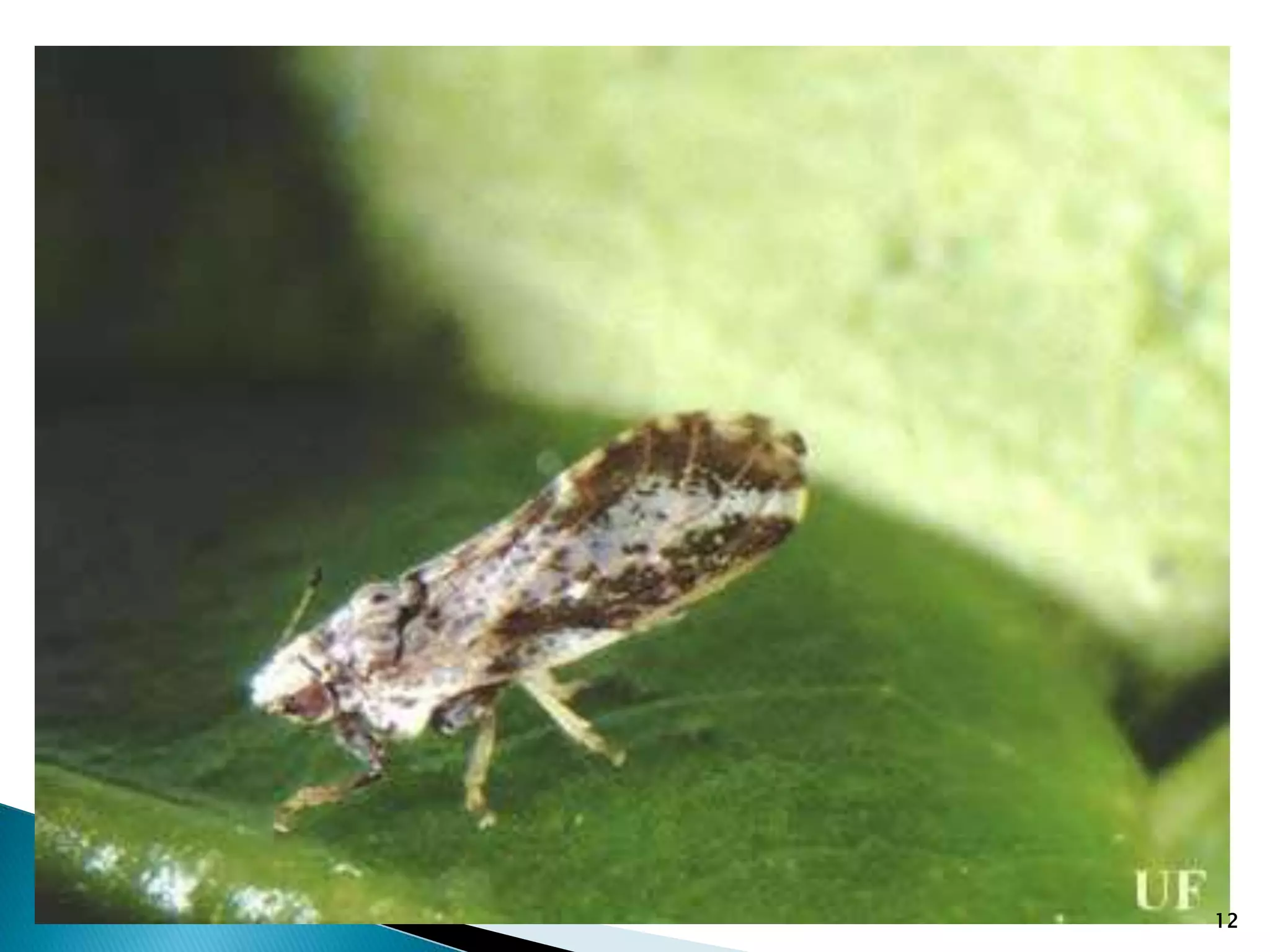 Insect pests of citrus Pakistan citrus psylla Leaf Miner Cirus ...