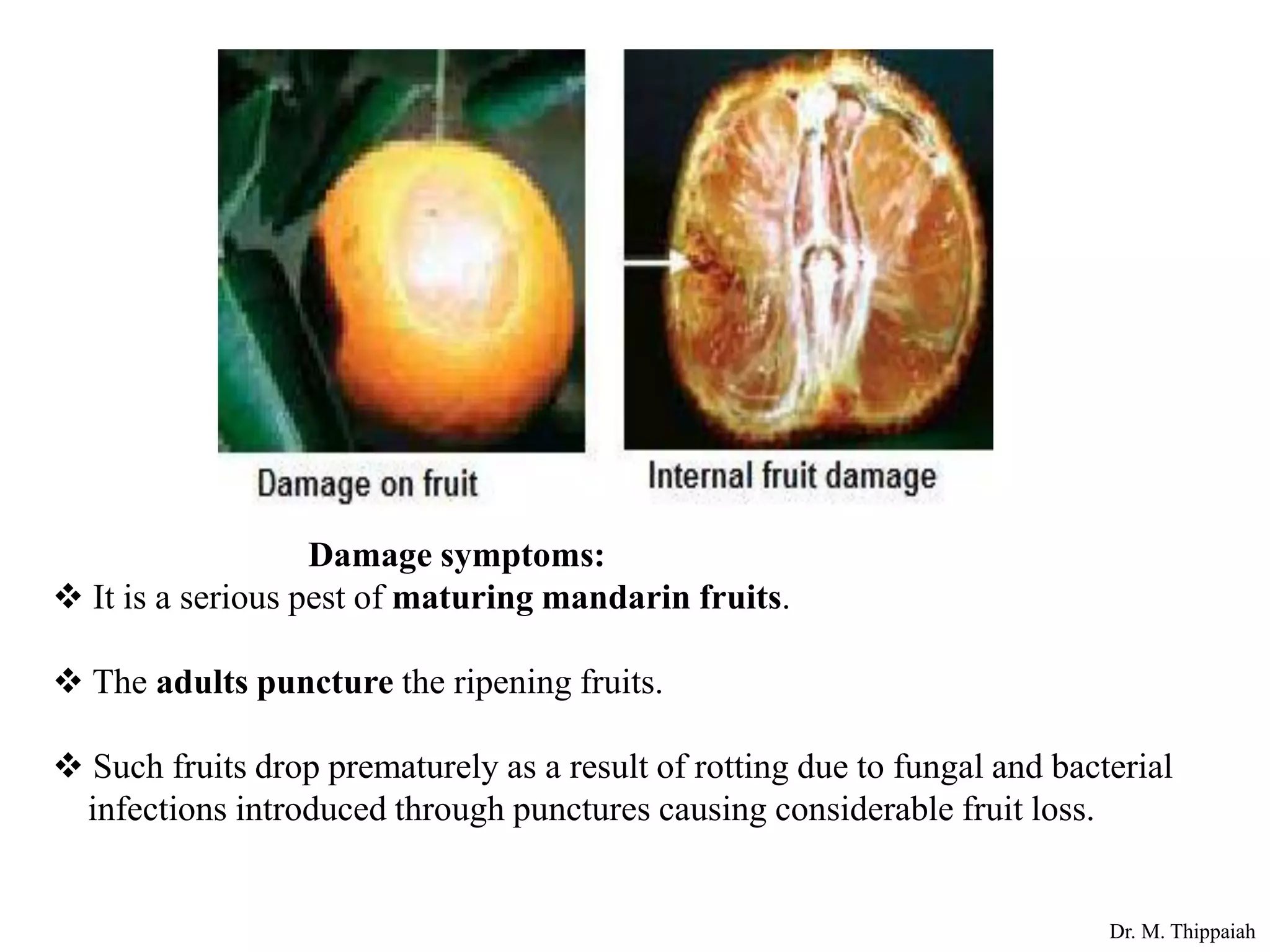 Insect pests of citrus and their control | PDF