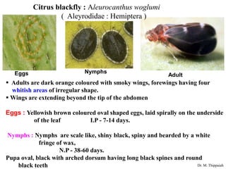 Insect pests of citrus and their control | PPT
