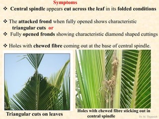 Triangular cuts on leaves
Holes with chewed fibre sticking out in
central spindle
Symptoms
 Central spindle appears cut across the leaf in its folded conditions
 The attacked frond when fully opened shows characteristic
triangular cuts or
 Fully opened fronds showing characteristic diamond shaped cuttings
 Holes with chewed fibre coming out at the base of central spindle.
Dr. M. Thippaiah
 