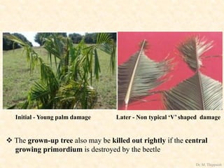 Initial - Young palm damage Later - Non typical ‘V’ shaped damage
 The grown-up tree also may be killed out rightly if the central
growing primordium is destroyed by the beetle
Dr. M. Thippaiah
 