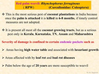 Red palm weevil: Rhynchophorus ferruginous
( RPW) (Curculionidae: Coleoptera)
 This is the most serious pest of coconut plantations in India because
once the palm is attacked it is killed in 6-8 months, if timely control
measures are not adopted.
 It is present all most all the coconut growing tracts, but as a serious
pest only in Kerala, Karnataka, TN, Assam and Maharashtra
Severity of damage is confined to certain endemic pockets such as
 Areas having high water table and associated with luxuriant growth
 Areas affected with by leaf rot and bud rot diseases
 Palm below the age of 20 years are more susceptible to weevil
Dr. M. Thippaiah
 