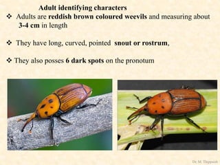 Adult identifying characters
 Adults are reddish brown coloured weevils and measuring about
3-4 cm in length
 They have long, curved, pointed snout or rostrum,
 They also posses 6 dark spots on the pronotum
Dr. M. Thippaiah
 