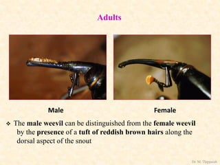 Male Female
Adults
 The male weevil can be distinguished from the female weevil
by the presence of a tuft of reddish brown hairs along the
dorsal aspect of the snout
Dr. M. Thippaiah
 
