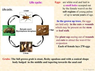 Life cycle: Eggs: are white oval and laid in
a small holes scooped out
by the female weevil on the
soft regions of young palms
of up to seven years of age.
In the grown up trees, the eggs
are laid only in the cuts or wounds
which may be present on the stem
or leaf stalk
The plant sap oozing out of wounds
and cuts to attract the weevil for
ovipostion
Each of female lays 270 eggs
Grubs: The full grown grub is stout, fleshy apodous and with a conical shape
body bulged in the middle and tapering towards the anal end
Dr. M. Thippaiah
 