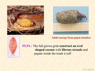 PUPA : The full grown grub construct an oval
shaped cocoon with fibrous strands and
pupate inside the trunk it self
Adult emerge from pupal chamber
Dr. M. Thippaiah
 