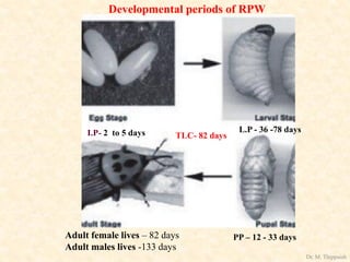 I.P- 2 to 5 days L.P - 36 -78 days
PP – 12 - 33 days
TLC- 82 days
Adult female lives – 82 days
Adult males lives -133 days
Developmental periods of RPW
Dr. M. Thippaiah
 