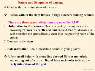 Nature and Symptoms of damage
 Grub is the damaging stage of the pest
 It feeds with in the stem tissues in large numbers making tunnels
There are three types infestations are noted by RPW
1. Infestation in the crown – This is helped by the injuries to the
crown by rhinoceros beetle and bud rot and leaf rot diseases in
such situation the grubs directly enter into the growing point of the
crown
2. Damage in the stem
3. Bole infestation – bole infestation occurs in young palms
 A Few small holes with protruding chewed fibrous materials
and oozing out of a brown liquid from such holes indicate the
early infestation of the pest
Dr. M. Thippaiah
 