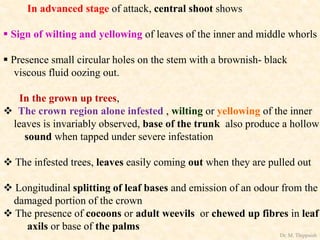In advanced stage of attack, central shoot shows
 Sign of wilting and yellowing of leaves of the inner and middle whorls
 Presence small circular holes on the stem with a brownish- black
viscous fluid oozing out.
In the grown up trees,
 The crown region alone infested , wilting or yellowing of the inner
leaves is invariably observed, base of the trunk also produce a hollow
sound when tapped under severe infestation
 The infested trees, leaves easily coming out when they are pulled out
 Longitudinal splitting of leaf bases and emission of an odour from the
damaged portion of the crown
 The presence of cocoons or adult weevils or chewed up fibres in leaf
axils or base of the palms
Dr. M. Thippaiah
 