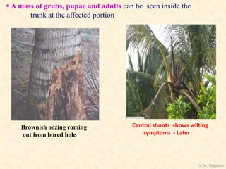 Brownish oozing coming
out from bored hole
Central shoots shows wilting
symptoms - Later
 A mass of grubs, pupae and adults can be seen inside the
trunk at the affected portion
Dr. M. Thippaiah
 