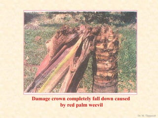 Damage crown completely fall down caused
by red palm weevil
Dr. M. Thippaiah
 