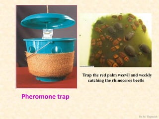 Pheromone trap
Trap the red palm weevil and weekly
catching the rhinoceros beetle
Dr. M. Thippaiah
 