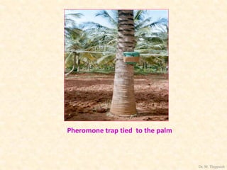 Pheromone trap tied to the palm
Dr. M. Thippaiah
 