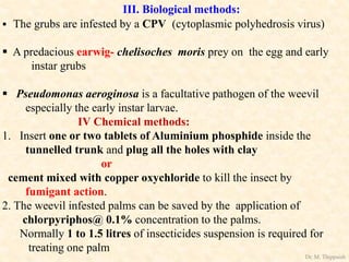 III. Biological methods:
 The grubs are infested by a CPV (cytoplasmic polyhedrosis virus)
 A predacious earwig- chelisoches moris prey on the egg and early
instar grubs
 Pseudomonas aeroginosa is a facultative pathogen of the weevil
especially the early instar larvae.
IV Chemical methods:
1. Insert one or two tablets of Aluminium phosphide inside the
tunnelled trunk and plug all the holes with clay
or
cement mixed with copper oxychloride to kill the insect by
fumigant action.
2. The weevil infested palms can be saved by the application of
chlorpyriphos@ 0.1% concentration to the palms.
Normally 1 to 1.5 litres of insecticides suspension is required for
treating one palm
Dr. M. Thippaiah
 