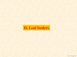 II. Leaf feeders
Dr. M. Thippaiah
 