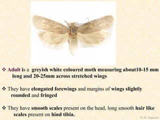  Adult is a greyish white coloured moth measuring about10-15 mm
long and 20-25mm across stretched wings
 They have elongated forewings and margins of wings slightly
rounded and fringed
 They have smooth scales present on the head, long smooth hair like
scales present on hind tibia. Dr. M. Thippaiah
 