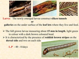Larva: The newly emerged larvae construct silken tunnels
or
galleries on the under surface of the leaf lets where they live and feed.
 The full grown larvae measuring about 15 mm in length, light green
in colour with a dark brown coloured head.
 It is characterized by the presence of reddish brown stripes on the
dorsal side and two on each side
L.P - 40 - 41days
Dr. M. Thippaiah
 