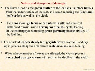 Nature and Symptom of damage:
* The larvae feed on the green matter of the leaf lets / surface tissues
from the under surface of the leaf, as a result reducing the functional
leaf surface as well as the yield.
* They construct galleries or tunnels with silk and excreted
matter and remain inside throughout the life cycle, feeding
on the chlorophyll containing green parenchymatous tissues of
the leaf lets.
• The attacked leaflets slowly turn greyish brown in colour and dry
up in patches along the area where each larva has been feeding.
* When a large number of leaves are affected, the crown presents
a scorched up appearance with substantial decline in the yield.
Dr. M. Thippaiah
 