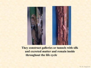 They construct galleries or tunnels with silk
and excreted matter and remain inside
throughout the life cycle
Dr. M. Thippaiah
 