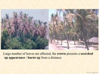 Large number of leaves are affected, the crown presents a scorched
up appearance / burnt up from a distance
Dr. M. Thippaiah
 