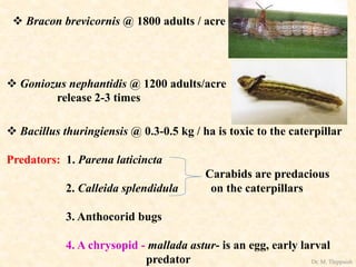  Bracon brevicornis @ 1800 adults / acre
 Goniozus nephantidis @ 1200 adults/acre
release 2-3 times
 Bacillus thuringiensis @ 0.3-0.5 kg / ha is toxic to the caterpillar
Predators: 1. Parena laticincta
Carabids are predacious
2. Calleida splendidula on the caterpillars
3. Anthocorid bugs
4. A chrysopid - mallada astur- is an egg, early larval
predator Dr. M. Thippaiah
 