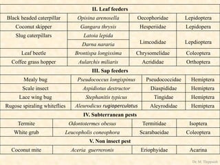 II. Leaf feeders
Black headed caterpillar Opisina arenosella Oecophoridae Lepidoptera
Coconut skipper Gangara thrysis Hesperiidae Lepidopera
Slug caterpillars Latoia lepida
Limcodidae LepdiopteraDarna nararia
Leaf beetle Brontispa longissima Chrysomelidae Coleoptera
Coffee grass hopper Aularchis miliaris Acrididae Orthoptera
III. Sap feeders
Mealy bug Pseudococcus longispinus Pseudococcidae Hemiptera
Scale insect Aspidiotus destructor Diaspididae Hemiptera
Lace wing bug Stephanitis typicus Tingidae Hemiptera
Rugose spiraling whiteflies Aleurodicus rugioperculatus Aleyrodidae Hemiptera
IV. Subterranean pests
Termite Odontotermes obesus Termitidae Isoptera
White grub Leucopholis coneophora Scarabaeidae Coleoptera
V. Non insect pest
Coconut mite Aceria guerreronis Eriophyidae Acarina
Dr. M. Thippaiah
 