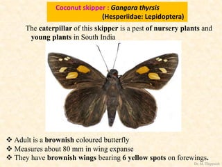 Coconut skipper : Gangara thyrsis
(Hesperiidae: Lepidoptera)
 Adult is a brownish coloured butterfly
 Measures about 80 mm in wing expanse
 They have brownish wings bearing 6 yellow spots on forewings.
The caterpillar of this skipper is a pest of nursery plants and
young plants in South India
Dr. M. Thippaiah
 