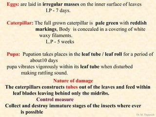 Eggs: are laid in irregular masses on the inner surface of leaves
I.P - 7 days.
Caterpillar: The full grown caterpillar is pale green with reddish
markings, Body is concealed in a covering of white
waxy filaments.
L.P - 5 weeks
Pupa: Pupation takes places in the leaf tube / leaf roll for a period of
about10 days
pupa vibrates vigorously within its leaf tube when disturbed
making rattling sound.
Nature of damage
The caterpillars constructs tubes out of the leaves and feed within
leaf blades leaving behind only the midribs.
Control measure
Collect and destroy immature stages of the insects where ever
is possible Dr. M. Thippaiah
 