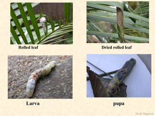 Rolled leaf Dried rolled leaf
Larva pupa
Dr. M. Thippaiah
 