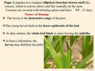 Pupa: It pupates in a compact elliptical chocolate brown shell like
cocoon, which is convex above and flat ventrally on the stem.
Cocoons are covered with irritating spines and hairs P.P – 21 days
Nature of damage
 The larvae is the destructive stage of the pest.
The young larvae feed on the lower epidermis of the leaf.
 As they mature, the whole leaf blade is eaten leaving the midribs.
 In heavy infestation, the
larvae may defoliate the palm
Dr. M. Thippaiah
 