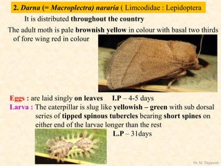 2. Darna (= Macroplectra) nararia ( Limcodidae : Lepidoptera
It is distributed throughout the country
The adult moth is pale brownish yellow in colour with basal two thirds
of fore wing red in colour
Eggs : are laid singly on leaves I.P – 4-5 days
Larva : The caterpillar is slug like yellowish – green with sub dorsal
series of tipped spinous tubercles bearing short spines on
either end of the larvae longer than the rest
L.P – 31days
Dr. M. Thippaiah
 