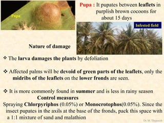 Nature of damage
 The larva damages the plants by defoliation
 Affected palms will be devoid of green parts of the leaflets, only the
midribs of the leaflets on the lower fronds are seen.
 It is more commonly found in summer and is less in rainy season
Control measures
Spraying Chlorpyriphos (0.05%) or Monocrotophos(0.05%). Since the
insect pupates in the axils at the base of the fronds, pack this space with
a 1:1 mixture of sand and malathion
Pupa : It pupates between leaflets in
purplish brown cocoons for
about 15 daysPupa
Infested field
Dr. M. Thippaiah
 