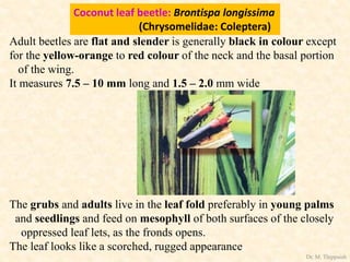 Coconut leaf beetle: Brontispa longissima
(Chrysomelidae: Coleptera)
Adult beetles are flat and slender is generally black in colour except
for the yellow-orange to red colour of the neck and the basal portion
of the wing.
It measures 7.5 – 10 mm long and 1.5 – 2.0 mm wide
The grubs and adults live in the leaf fold preferably in young palms
and seedlings and feed on mesophyll of both surfaces of the closely
oppressed leaf lets, as the fronds opens.
The leaf looks like a scorched, rugged appearance
Dr. M. Thippaiah
 