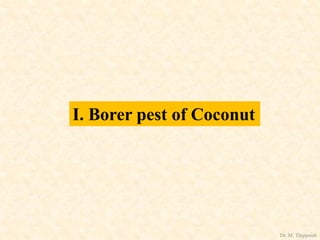 I. Borer pest of Coconut
Dr. M. Thippaiah
 