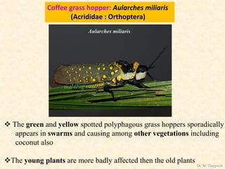 Coffee grass hopper: Aularches miliaris
(Acrididae : Orthoptera)
 The green and yellow spotted polyphagous grass hoppers sporadically
appears in swarms and causing among other vegetations including
coconut also
The young plants are more badly affected then the old plants
Dr. M. Thippaiah
 